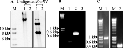 FIG. 4.