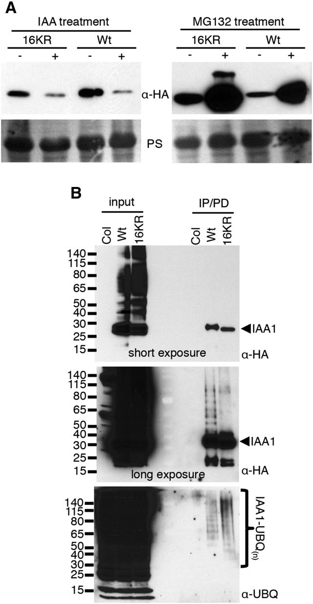 Figure 7.