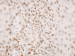 Figure 26