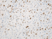 Figure 25