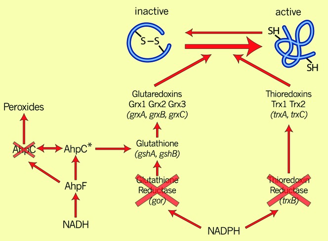 Figure 4.—