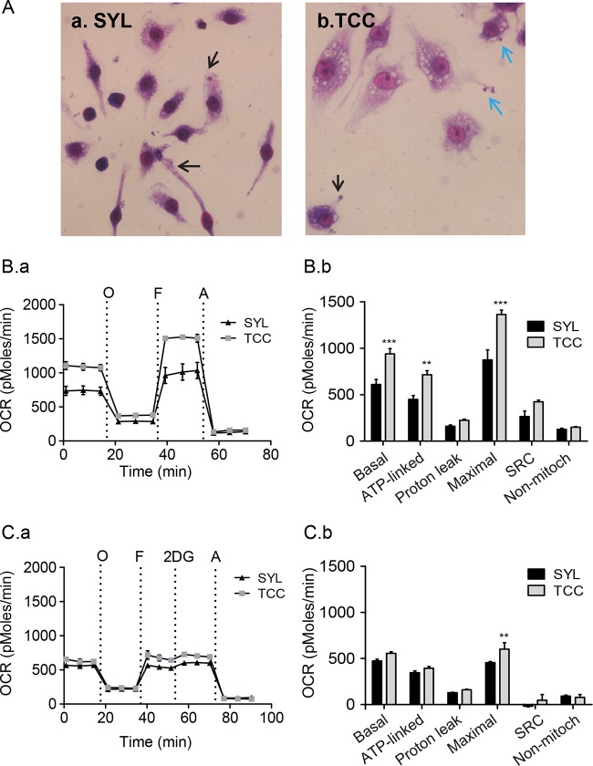 FIG 6