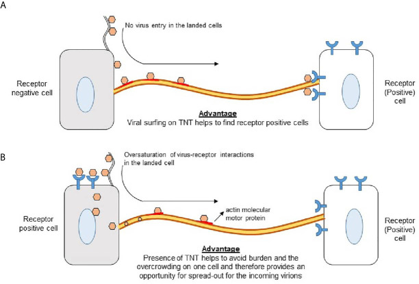 Figure 5