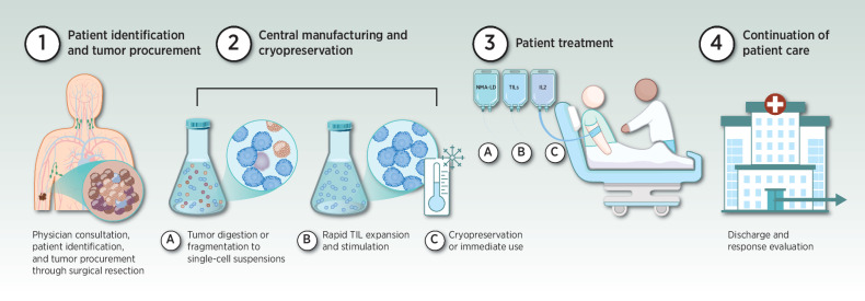 Figure 1. Overview of TIL therapy. Current TIL therapy begins with physician consultation, patient identification, and tumor procurement through surgical resection (step 1). Tumors are then transported centrally to a manufacturing facility or processing hub. TILs are manufactured beginning with digestion and culture or fragmentation of tumors which yields a suspension of T cells, followed by stimulation and rapid expansion. Manufacturing of unmodified TIL is relatively quick (3 weeks) compared with modified or neoantigen-enriched TIL, which could take several months. The final TIL product is cryopreserved (step 2). TILs are held for later use or immediately transferred to the treatment site. The patient receives NMA-LD for 5 to 7 days, followed by a one-time intravenous infusion of TILs, and supportive IL2 therapy for 3 to 5 days (step 3 A, B, C). The patient is discharged following resolution of chemotherapy and IL2-related toxicity before being evaluated for response (step 4).