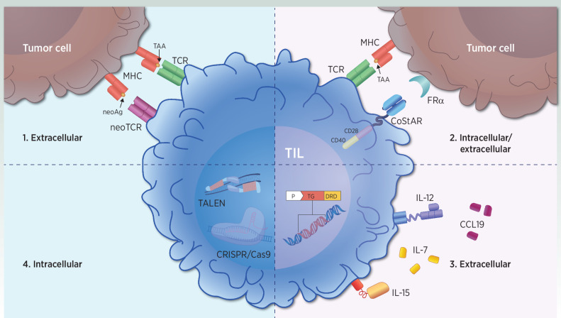 Figure 2. Strategies to optimize T-cell activation in next-generation TIL. Immune-modulation strategies involve improvements in intracellular and extracellular signaling. Strategy 1. Extracellular T-cell activation occurs via TCR/neoTCR-mediated recognition of TAA or neoAg peptides. Novel therapeutic products select and enrich for pre-existing tumor antigen-specific T cells. Strategy 2. Intracellular and extracellular enhancements of T-cell activation and effector function occur through dual CD28 and CD40 intracellular signaling domain-mediated costimulation upon TCR-mediated antigen recognition. Strategy 3. Extracellular T-cell activation through the local delivery of immunomodulatory molecules such as IL7 and CCL19, as well as cell-anchored IL12, or drug-inducible membrane-bound IL15 expression. Strategy 4. Increasing T-cell fitness and reducing T-cell exhaustion with intracellular strategies such as PDCD-1 knockout with TALEN, and CT-1 knockout with CRISPR/Cas9. CCL, chemokine (C–C motif) ligand; FRα, folate receptor alpha; neoAg, neoantigens; TAA, tumor-associated antigens.