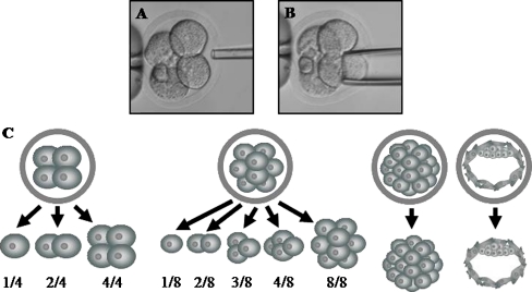 Fig. 1