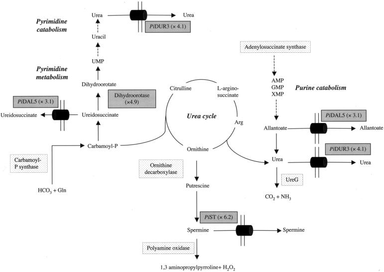 FIG.4.