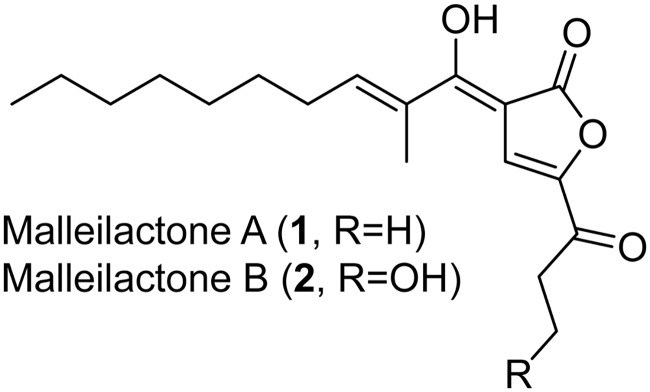 FIG 1