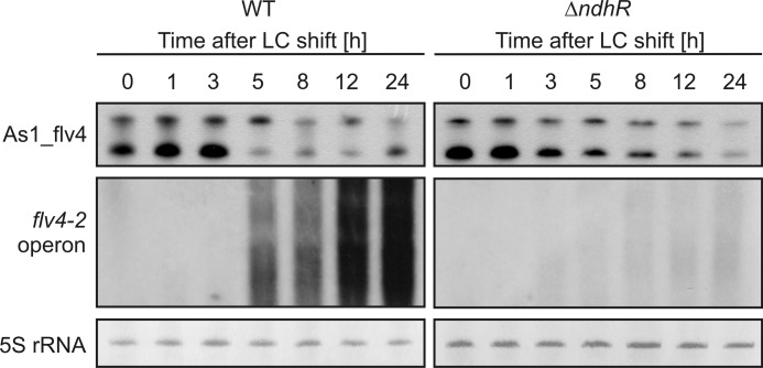 FIGURE 5.