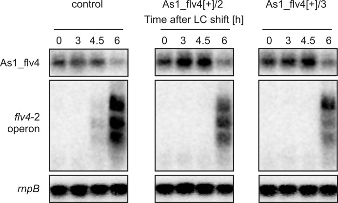 FIGURE 3.