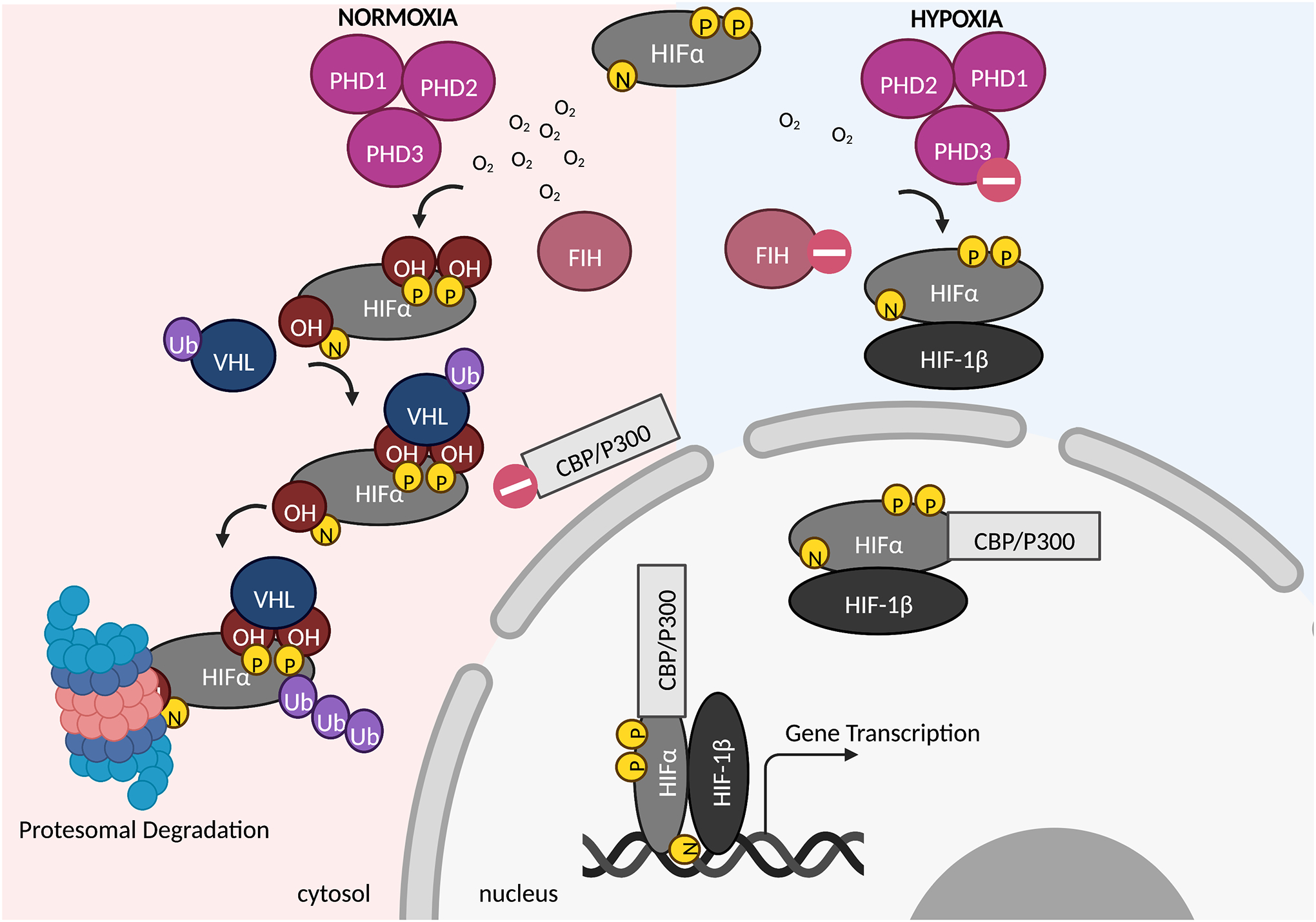 The Underexplored Landscape of Hypoxia-Inducible Factor 2 Alpha and ...