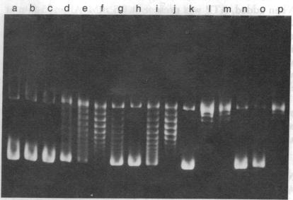 graphic file with name pnas00012-0274-a.jpg