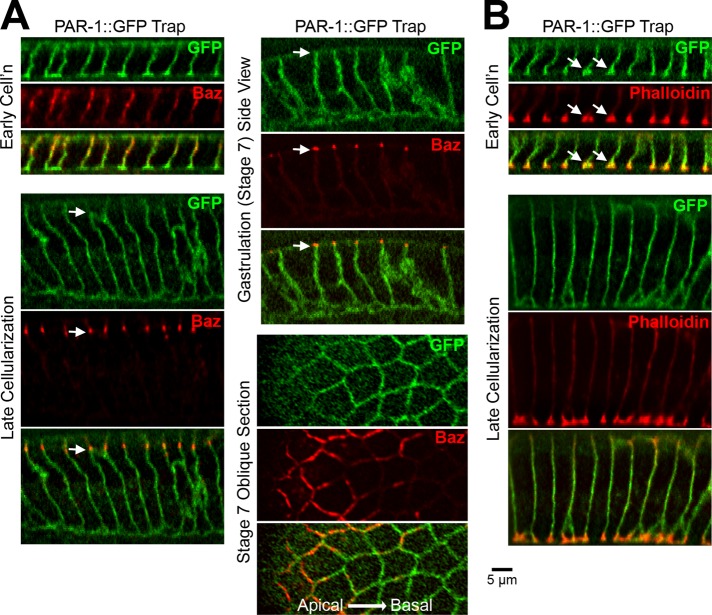 FIGURE 3: