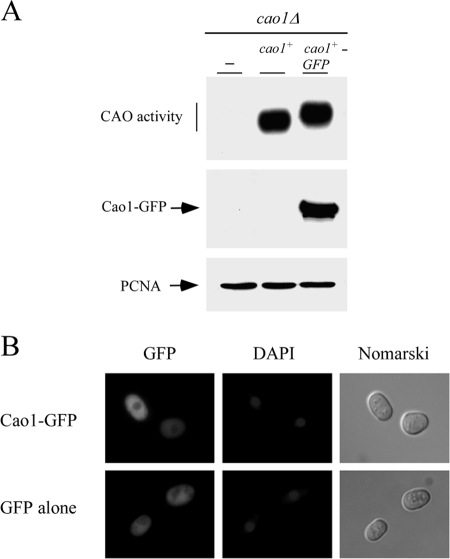 FIG. 5.