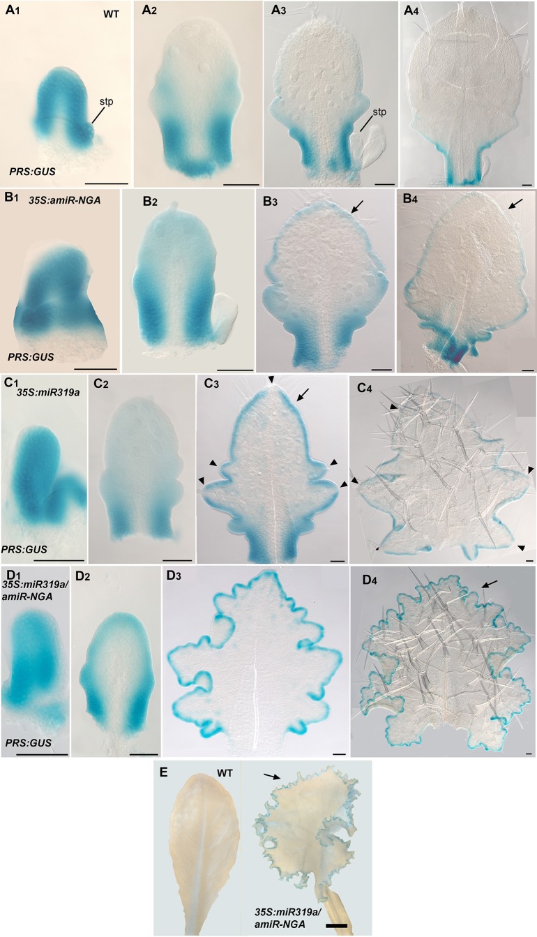 Figure 1—figure supplement 11.