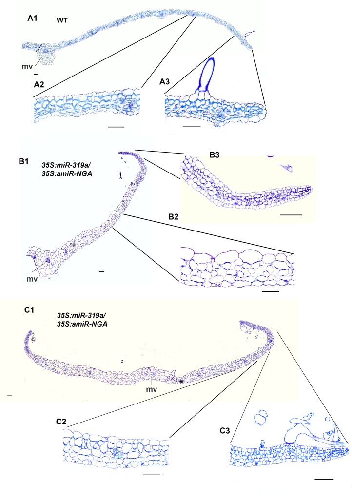 Figure 1—figure supplement 8.