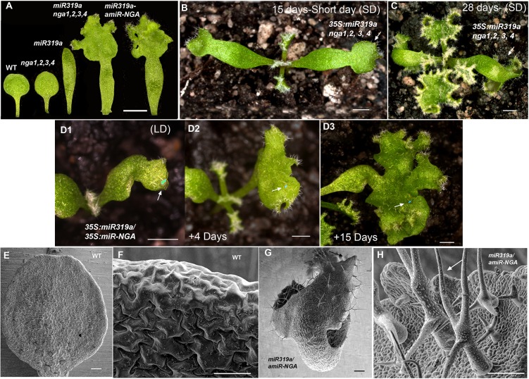 Figure 1—figure supplement 14.