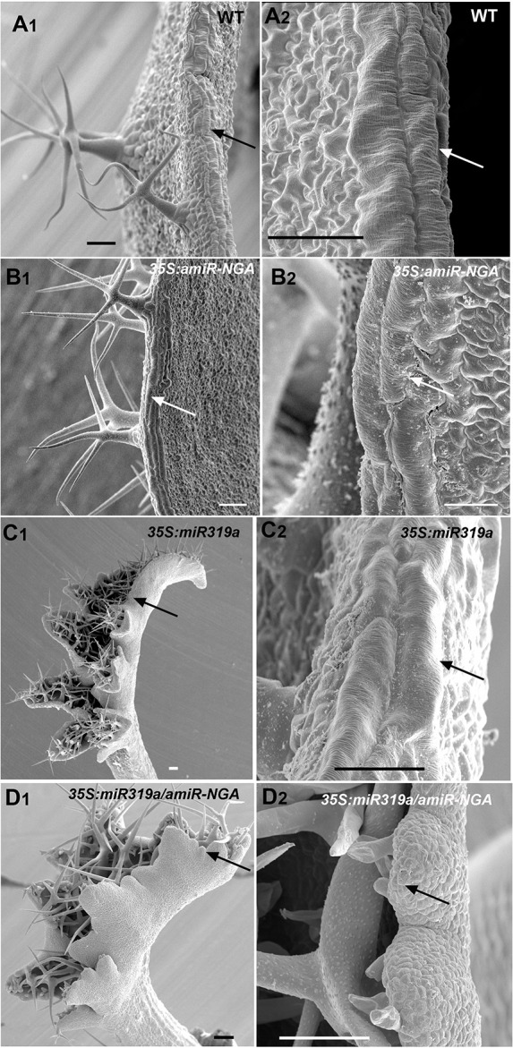 Figure 1—figure supplement 5.