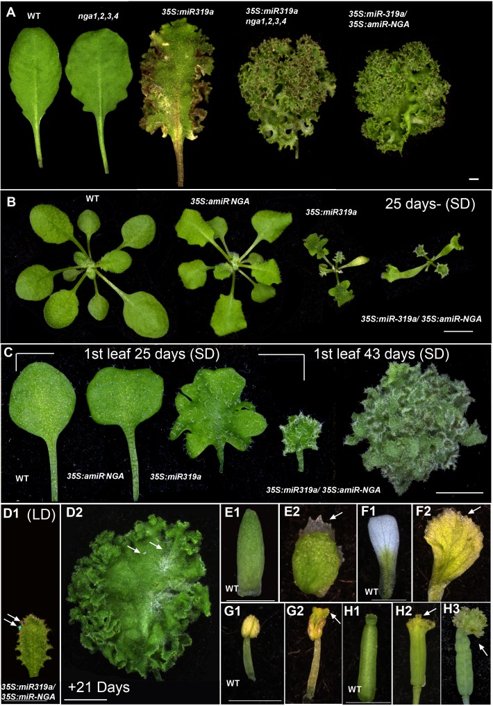 Figure 1—figure supplement 3.