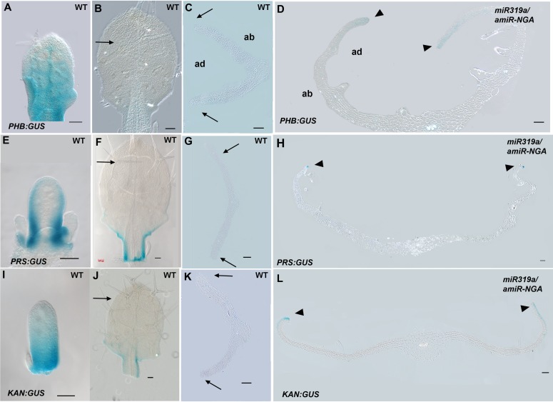 Figure 3—figure supplement 1.