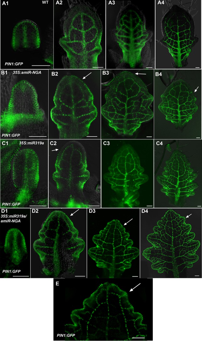 Figure 1—figure supplement 9.