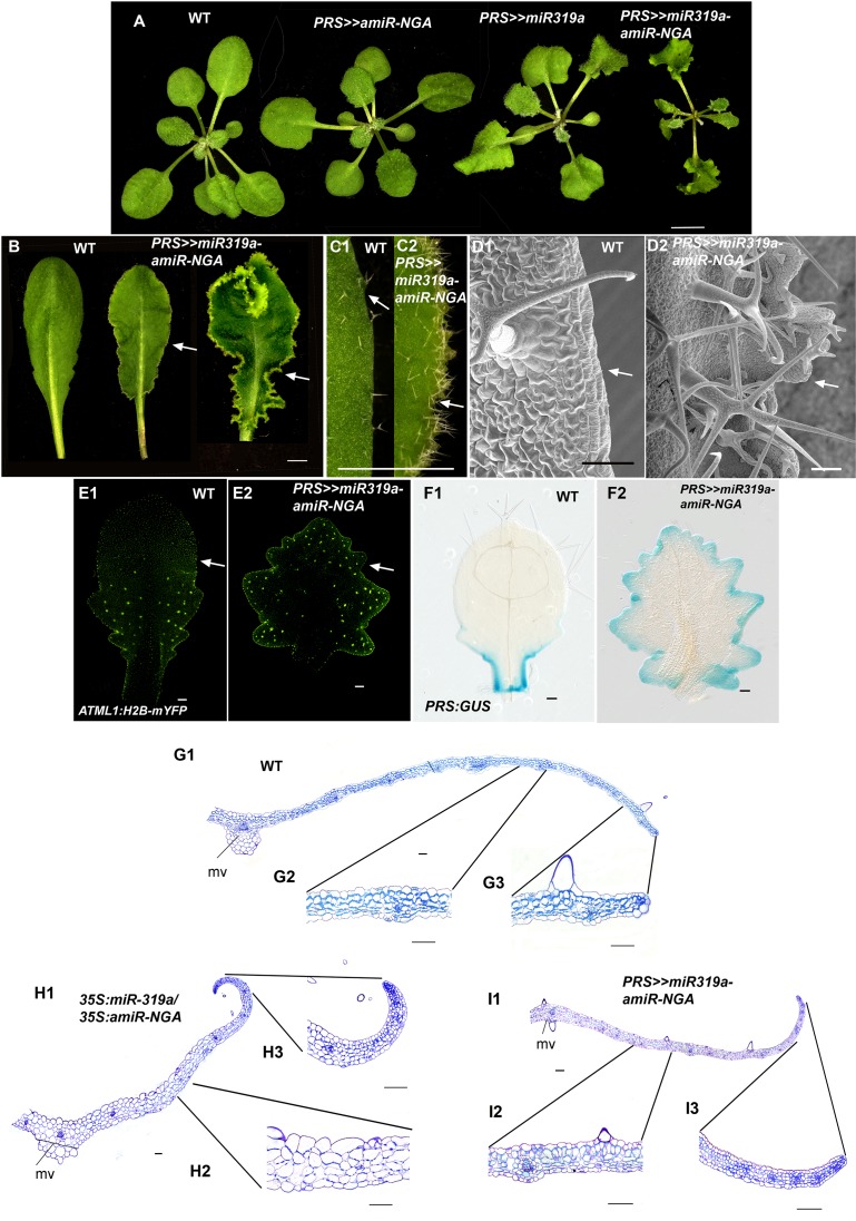 Figure 1—figure supplement 13.