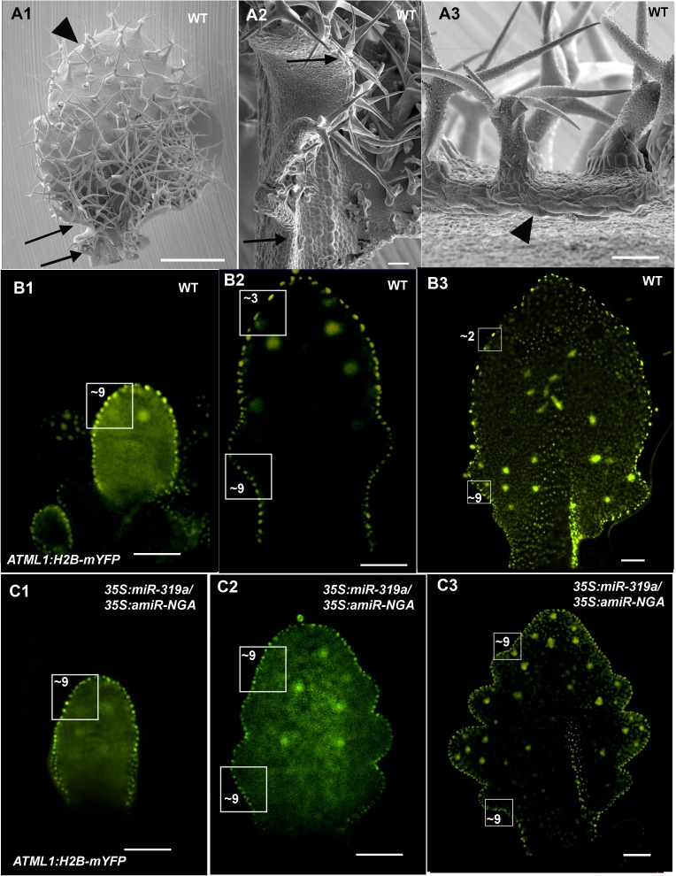 Figure 1—figure supplement 6.