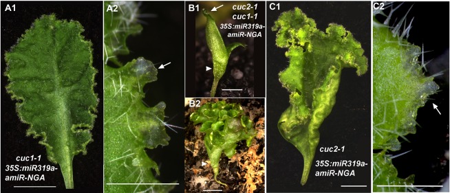 Figure 2—figure supplement 1.