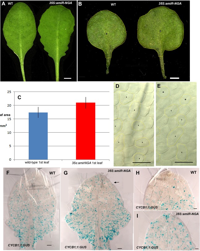 Figure 1—figure supplement 1.