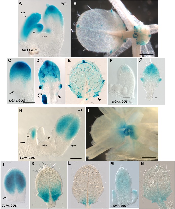 Figure 1—figure supplement 2.