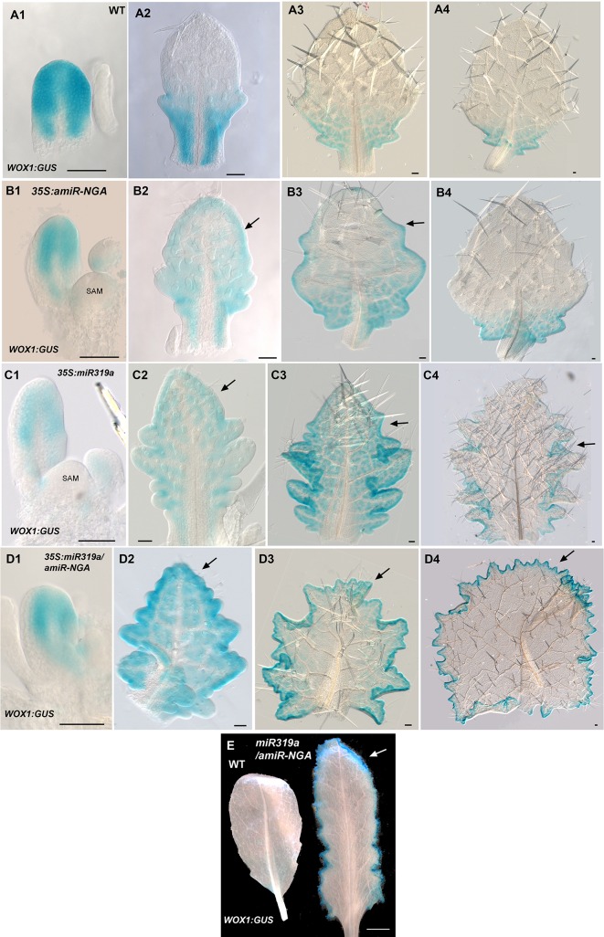 Figure 1—figure supplement 12.