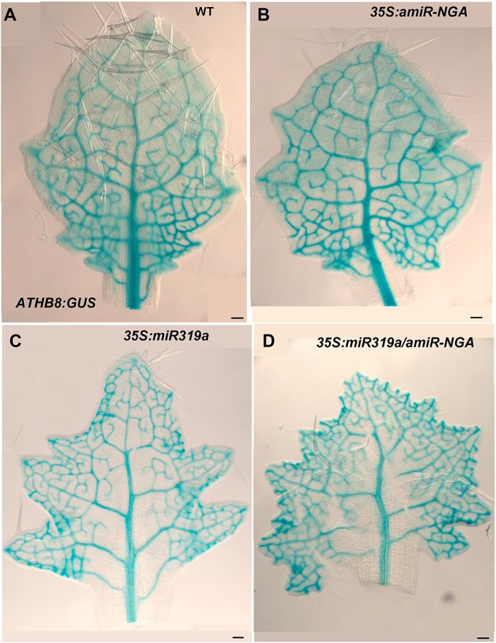 Figure 1—figure supplement 10.