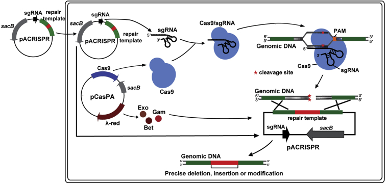 Figure 2