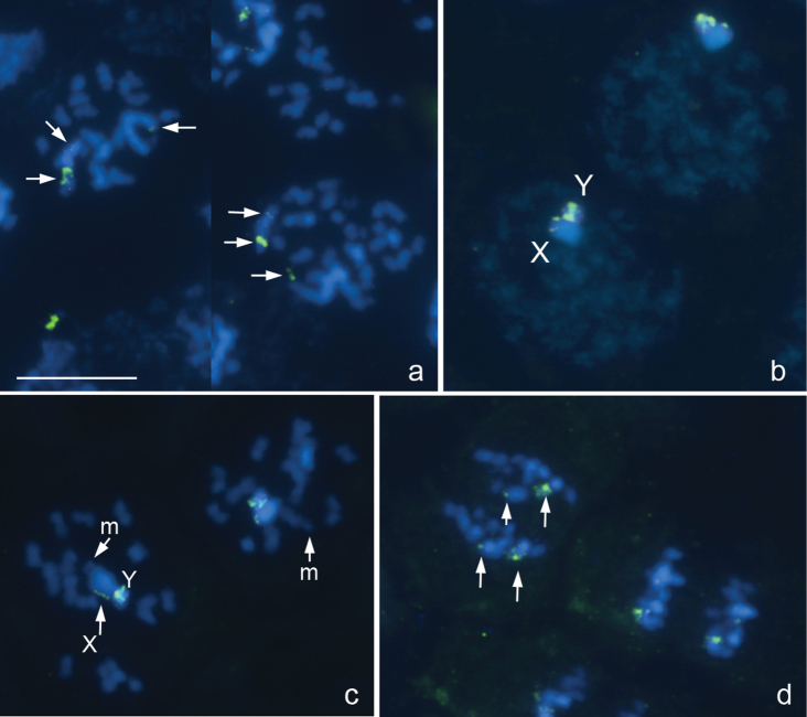 Figure 1a–d.