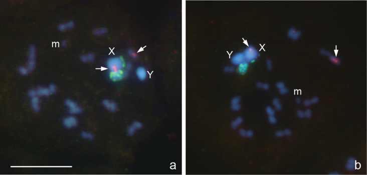 Figure 2a, b.