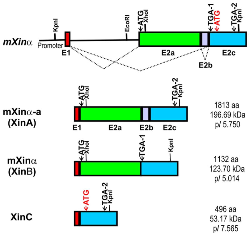 Figure 3.2