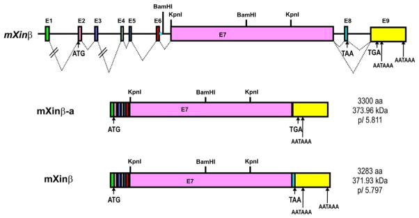 Figure 3.3