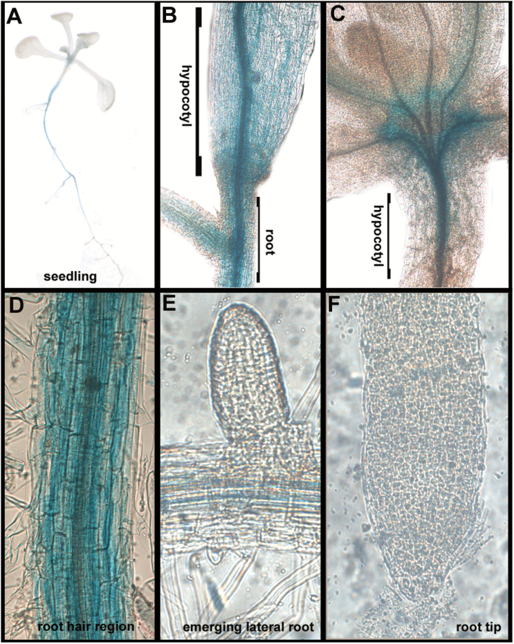 Fig. 7.