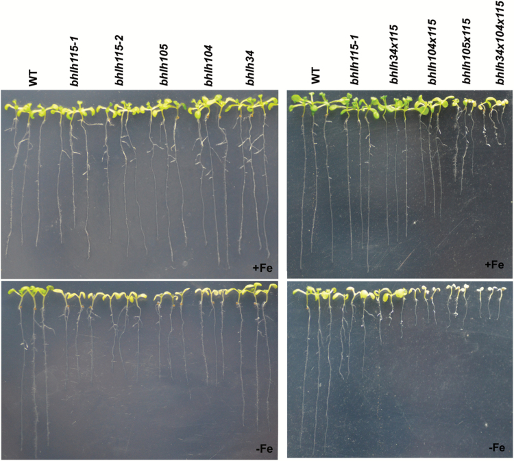 Fig. 8.