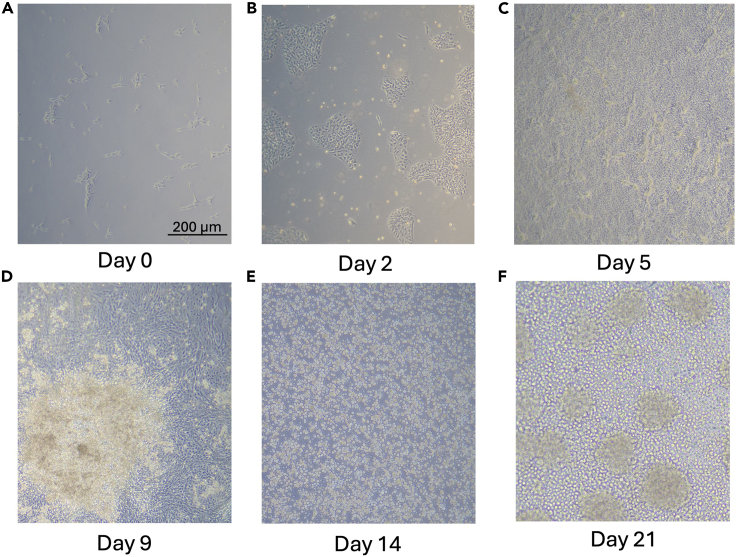 Figure 3