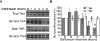 FIGURE 5: