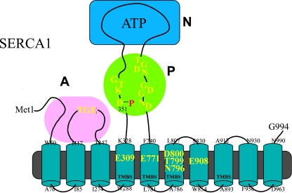 Fig. 1