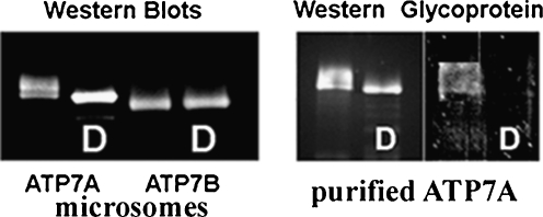 Fig. 12