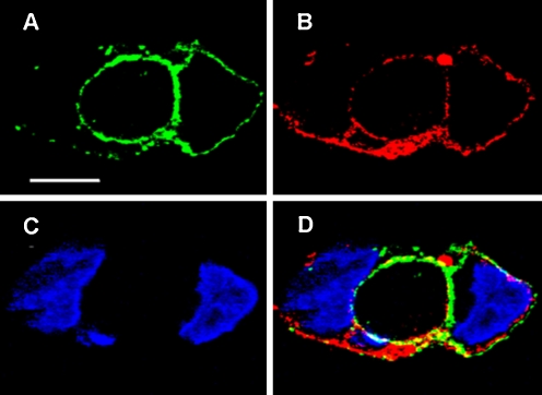 Fig. 13