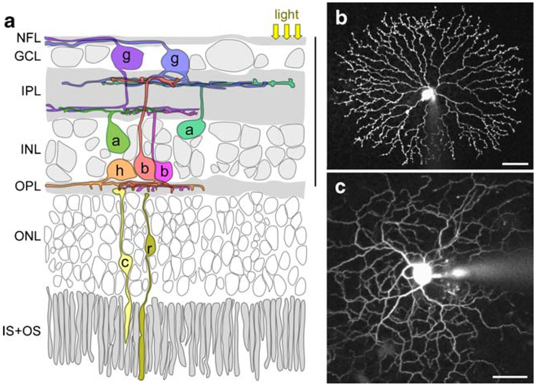 Fig. 1