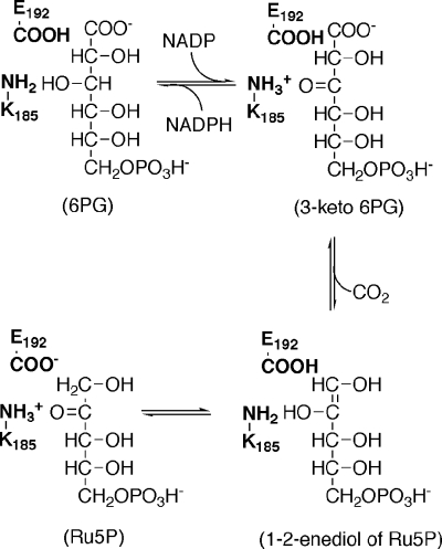 SCHEME 1.