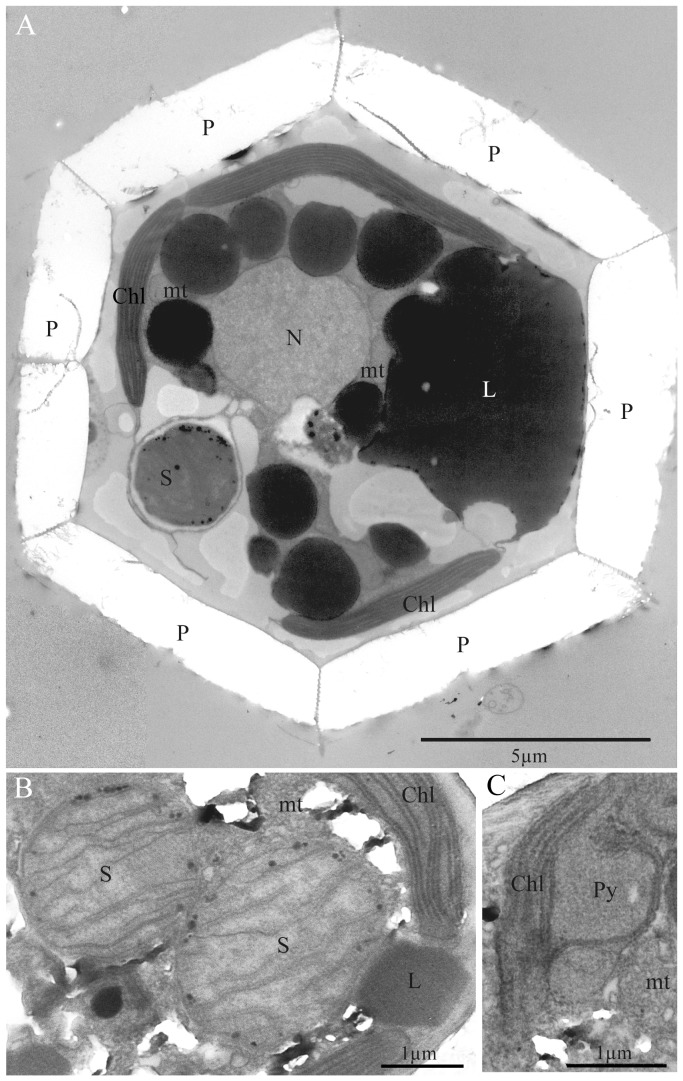 Figure 2