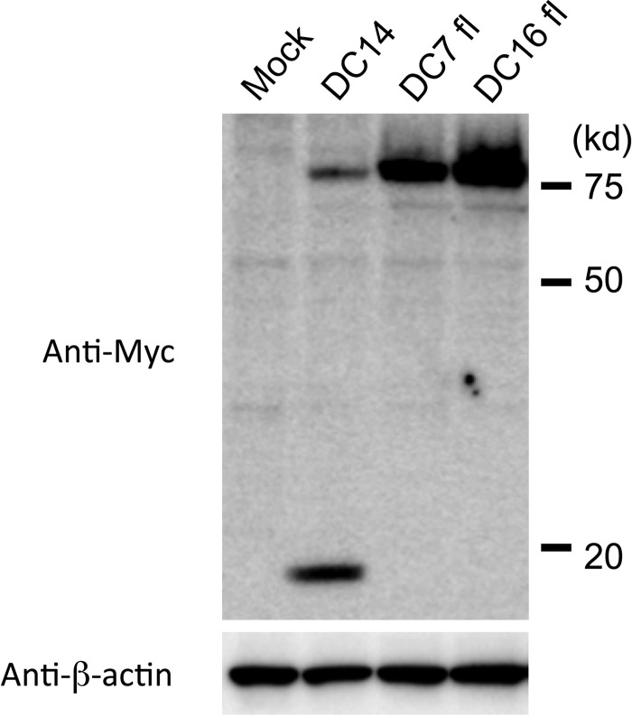 FIG 3