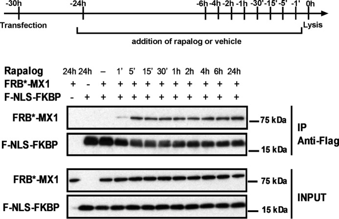 FIGURE 4.