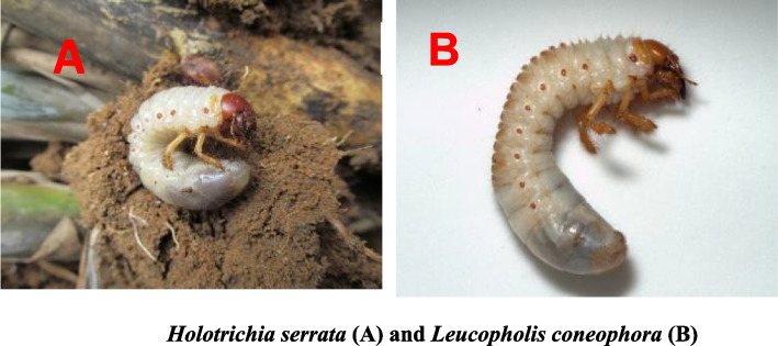 Fig. 1